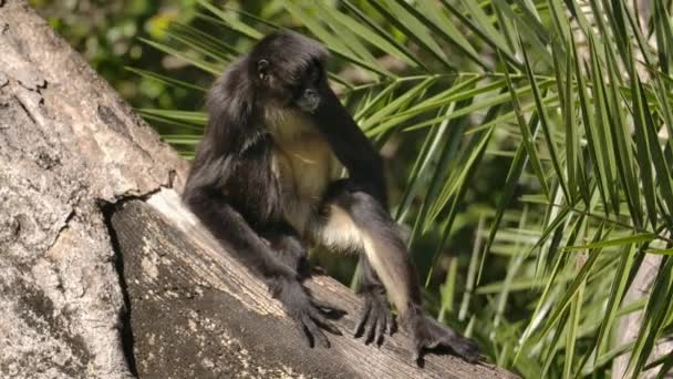Spider Monkey Sitting Tree Turns Head Slow Motion — 图库视频影像
