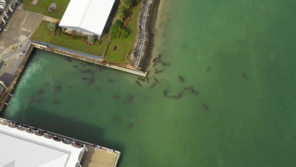 Manatees Gather Power Dam Warm Waters Florida Crowd Looks — Stok video