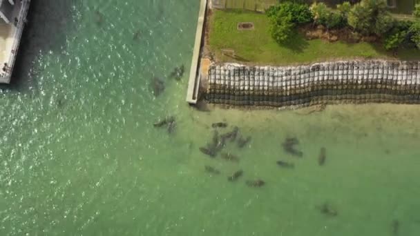 Manatees Warm Florida Water While Bystanders Gather Dock Edge Watch — 비디오