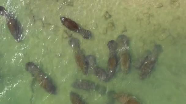 Manatees Ζεστά Ρηχά Νερά Closeup Εναέρια — Αρχείο Βίντεο