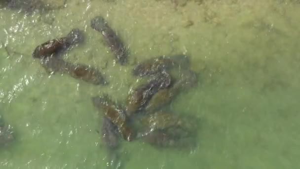 Manatees Overhead Some Visible Injuries Close — Vídeo de stock