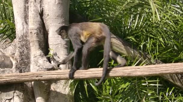 Spider Monkey Walks Log Sits Look You — 图库视频影像