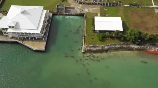 Manatees Reserve Aerial Dynamic Tilt Pull Back — Αρχείο Βίντεο