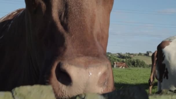 Brown Cow Looking Wall Close Nose — стоковое видео