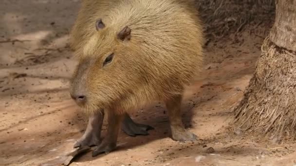 Capybara Turns Slow Motion Jungle Riverbank — Vídeo de Stock