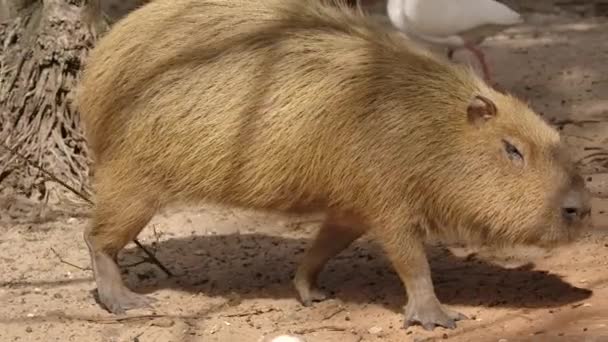 Capybara Walking Super Slow Motion Bird Flys — ストック動画