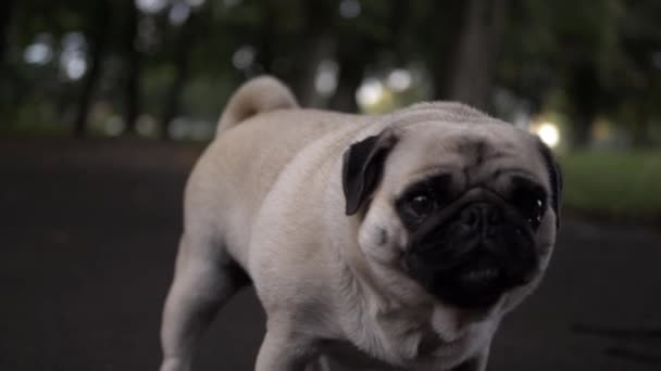 Cute Adorable Pug Dog Chewing Snack Medium Shot — Stock video