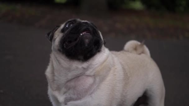 Cute Adorable Pug Dog Looking Upwards — Vídeos de Stock