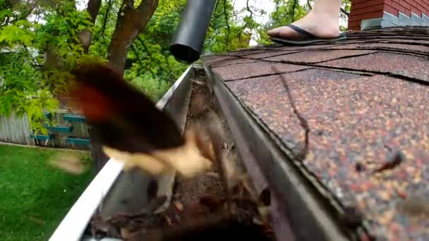 Leaf Blower Seen Blowing Leaves Debris Out Rain Gutter Roof — Stock Video