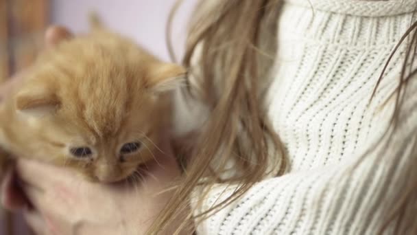 Woman Holding Cute Young Baby Ginger Kitten Hands Close Shot — Stok Video