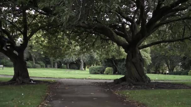 Walk Pathway Park Two Trees Wide Shot — Video Stock