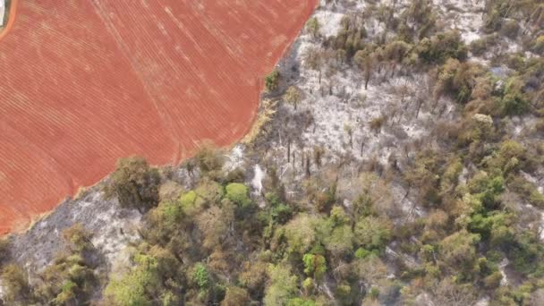 Burnt Vegetation Drone Shot Campinas Brazil — Stock videók