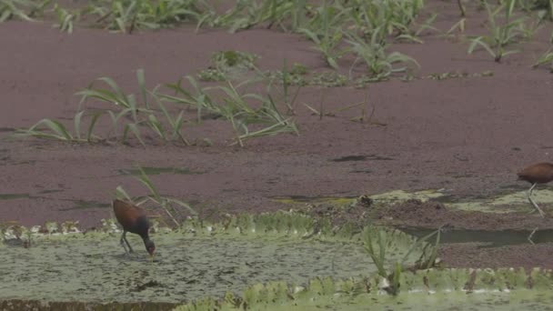 Водяные Лилии Птицы Кормятся Над Ним Бразилии — стоковое видео