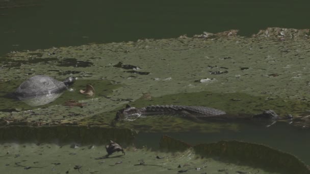 Turtle Water Small Alligator — Vídeo de Stock