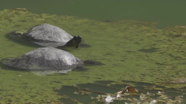 Turtles Feeding Lilly Plant Water — ストック動画