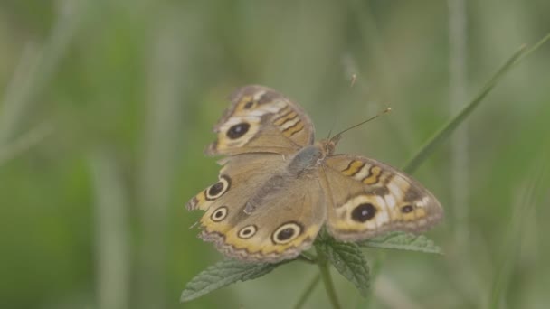 Коричневий Жовтий Метелик Траві — стокове відео
