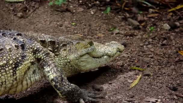 Crocodile Déplaçant Lentement Sur Sol — Video