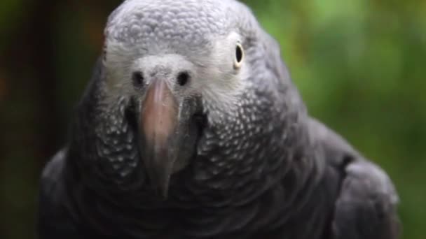 Close Gray Parrot Moving Head — Stockvideo