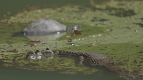 Аллигатор Черепаха Отдыхают Воде — стоковое видео