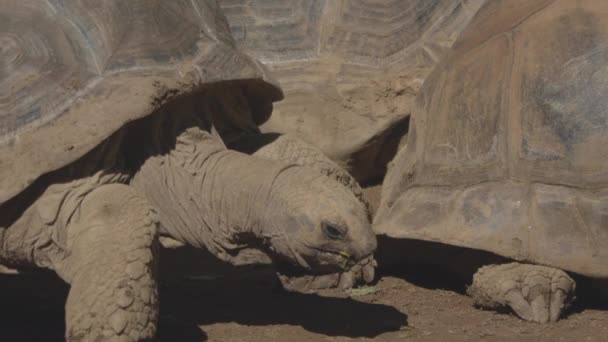 Tortoise Passing Other Tortoises Shot — Vídeo de Stock