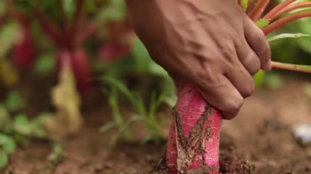 Close Footage Farmer Harvesting Beetroot Crops Hands — Stock Video