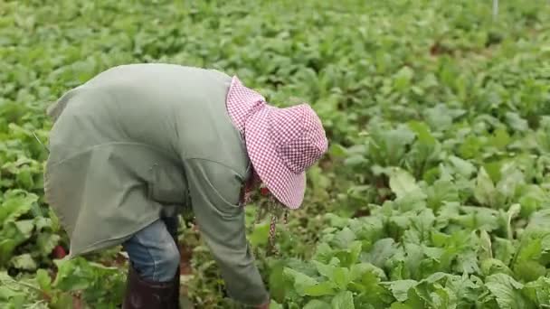 Close Footage Farmer Harvesting Beetroot Crops Hands — Stockvideo