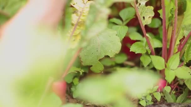 Close Footage Farmer Harvesting Beetroot Crops Hands — Stockvideo