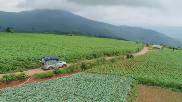 Aerial Footage Cabbage Crops Tranportation Process — Stock Video