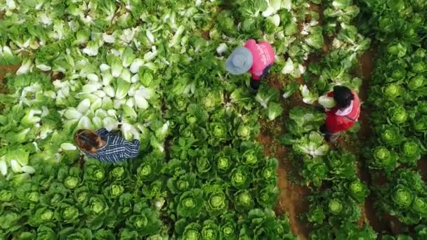 Aerial Footage Farmers Harvesting Cabbages Crop Farm — Stok video