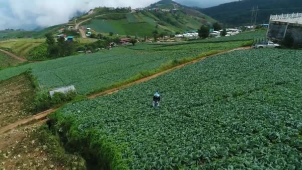 Scenic Drone Footage Cabbage Plantation Foggy Weather Background — ストック動画