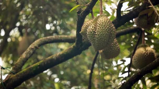 Bokeh Shift Focus Footage Durian Crops Durian Tree — 비디오