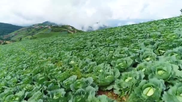 Scenic Drone Footage Cabbage Plantation Foggy Weather Background — Vídeo de Stock