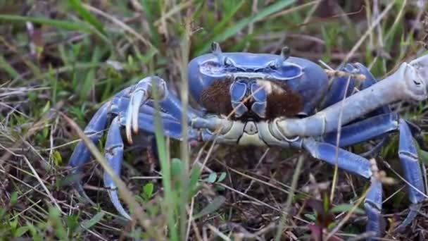 Blue Crab Walking Slowly Grass — Vídeos de Stock