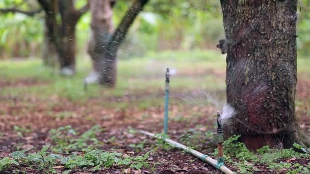 Close Footage Water Sprinkler Splash Water Field — Vídeo de Stock