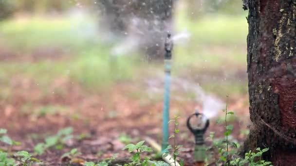 Close Footage Water Sprinkler Splash Water Field — Stock video
