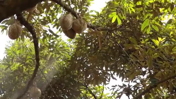 Farmer Spraying Liquid Fertilizer Big Tall Durian Tree — Stock video