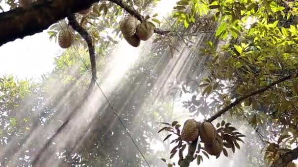 Farmer Spraying Liquid Fertilizer Big Tall Durian Tree — Stock Video