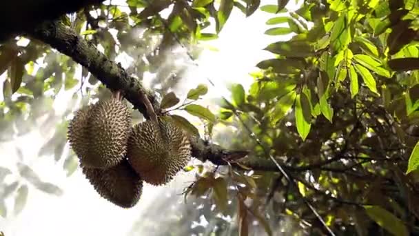 Farmer Spraying Liquid Fertilizer Big Tall Durian Tree — Stock video