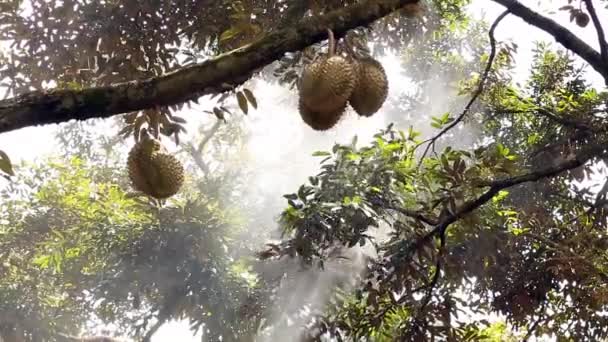 Farmer Spraying Liquid Fertilizer Big Tall Durian Tree — Vídeo de Stock
