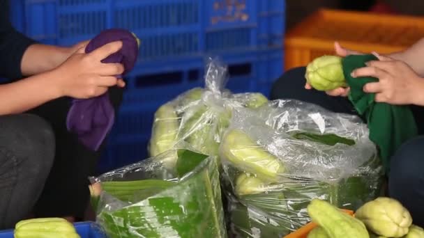 Farmer Cleaning Packing Bitter Gourd Crops Ready Selling — Stock video