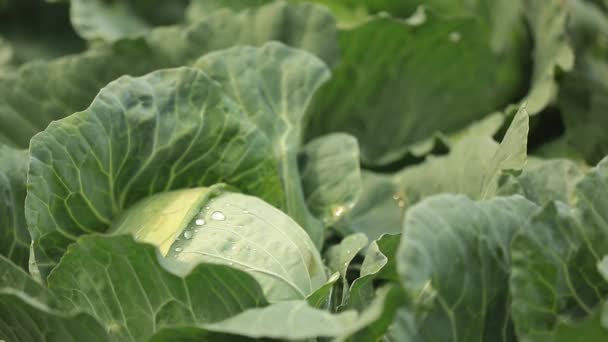 Close Footage Cabbage Crops Blooming Farm — Stockvideo