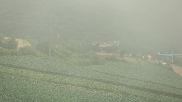 Aerial Footage Chinese Cabbage Plantation Foggy Weather Background — Stock video
