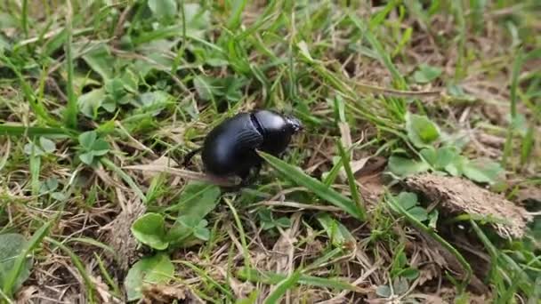 Little Black Bug Smooth Skin Walking Green Grass Daytime Closeup — Stockvideo