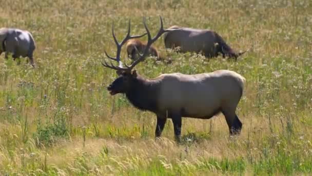 Bull Elk Grazing Meadow Field Looking His Area His Harem — 图库视频影像