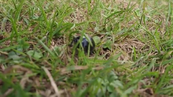 Close Shot Black Bug Crawling Green Grass Nature Daytime — Stockvideo