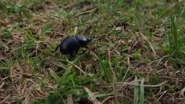 Black Scarab Beetle Crawling Grass Field Looking Food Nature Close — Vídeo de Stock