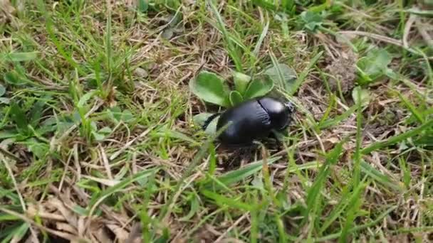 Wild Black Bug Bettle Crawling Grass Pasture Wilderness Daylight Close — Stock videók