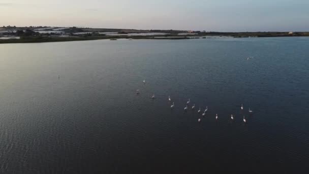 Bonito Flamingos Cor Rosa Natureza Selvagem — Vídeo de Stock