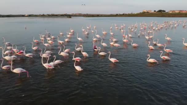 Beautiful Pink Flamingos Wild Nature — Video