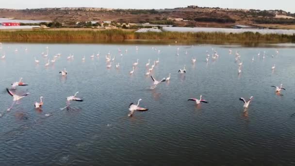 Bonito Flamingos Cor Rosa Natureza Selvagem — Vídeo de Stock